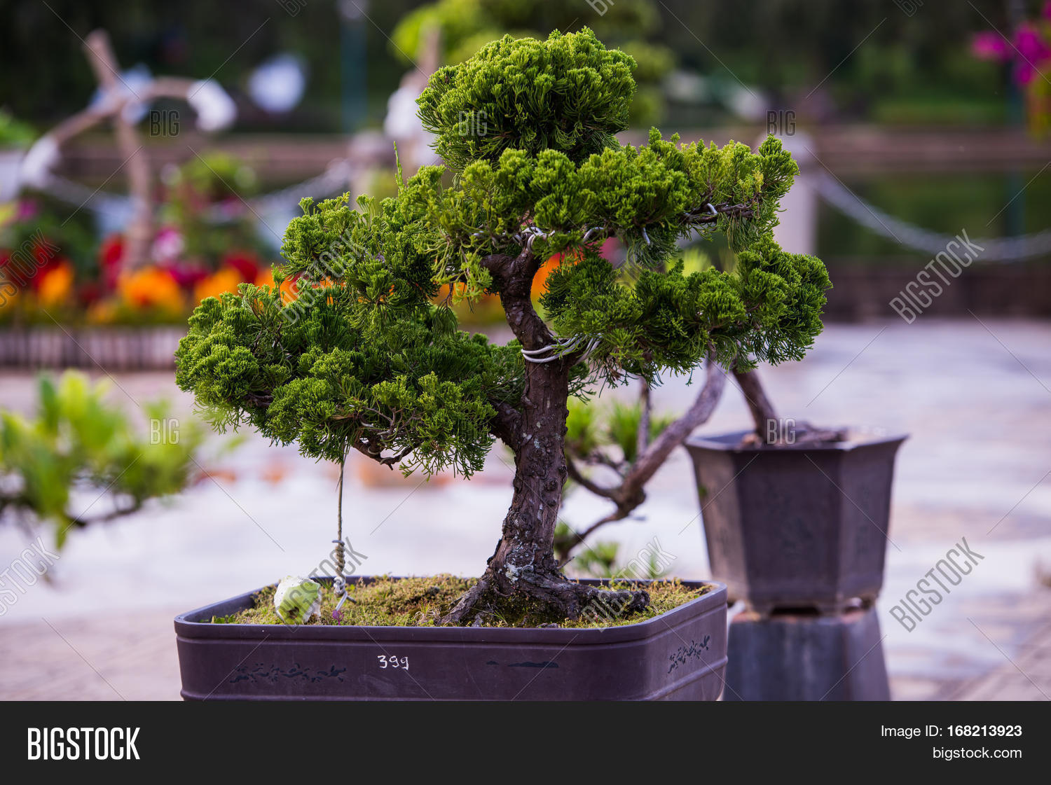 Bonsai Pine Trees Pot Image & Photo (Free Trial) Bigstock