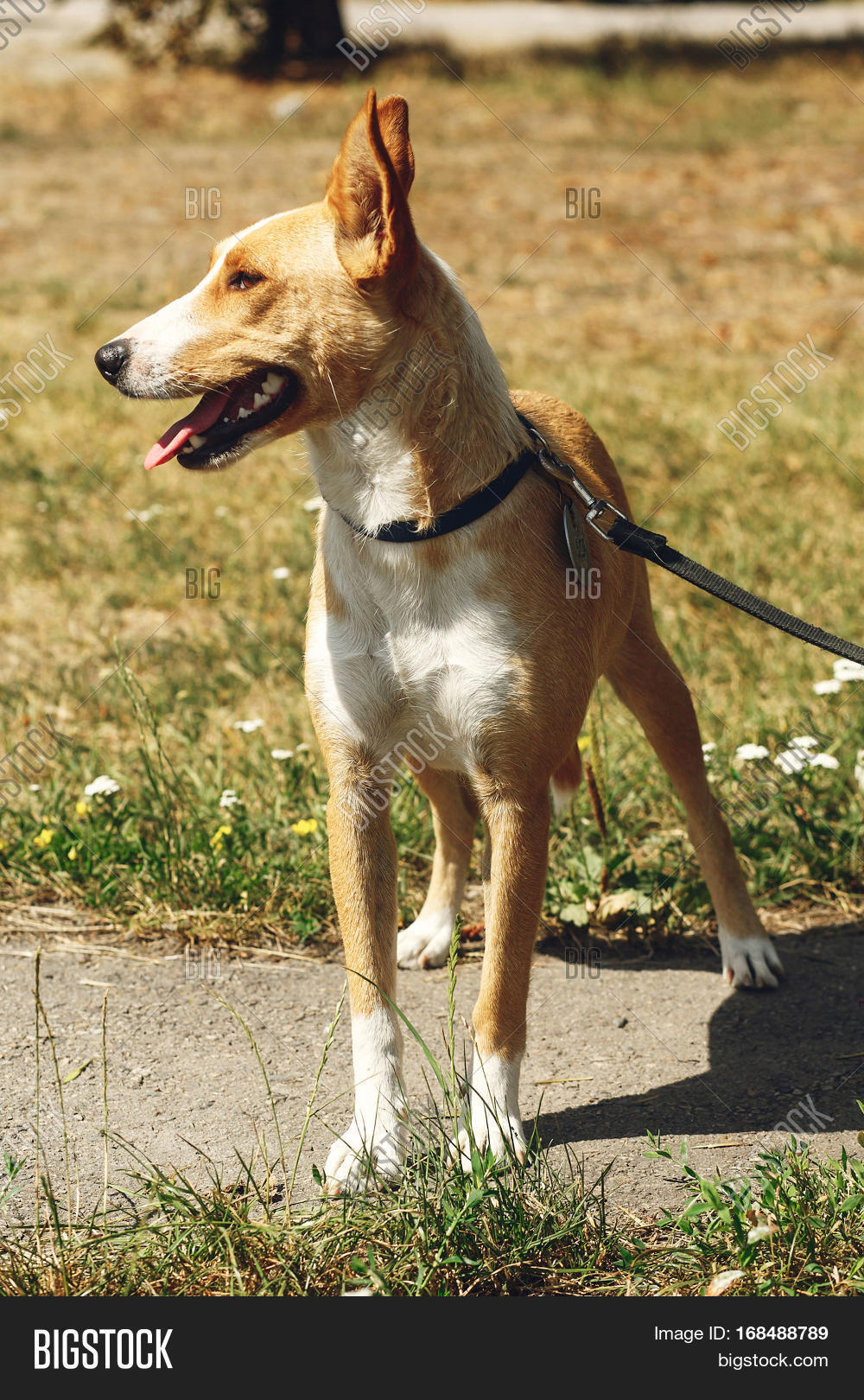 Big Yellow Dog Shelter Image & Photo (Free Trial) Bigstock