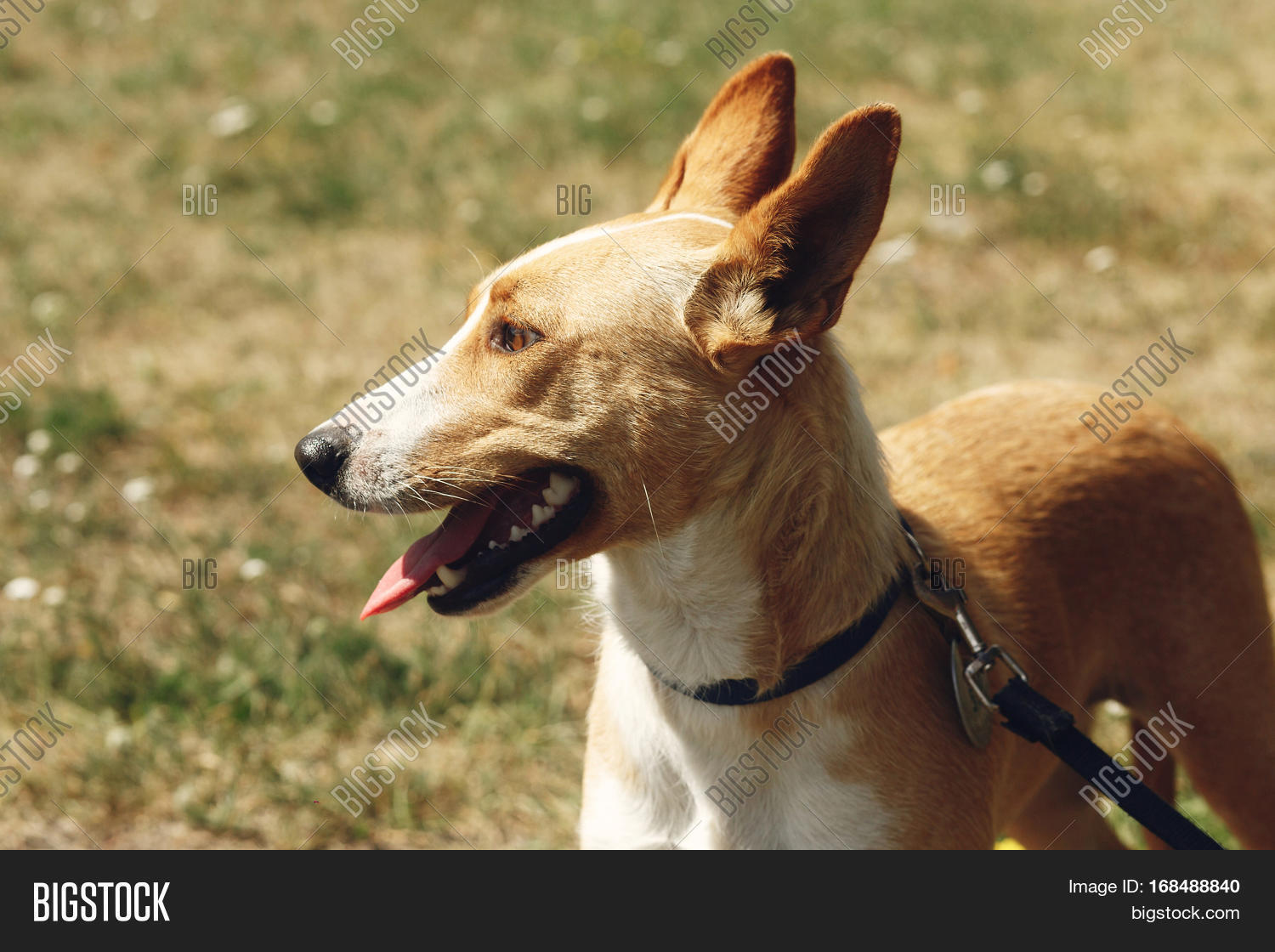 Big Yellow Dog Face Image & Photo (Free Trial) Bigstock