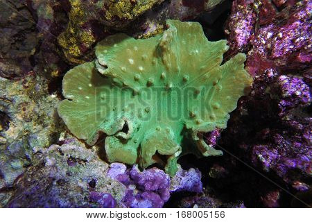Sinularia dura ultra green. Soft coral  among the rocks.