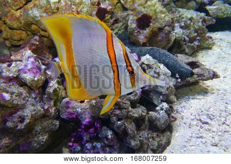 Butterfly fish tweezers (Chelmon rostratus) swims on coral background