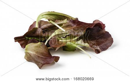 Oakleaf salad on a white background