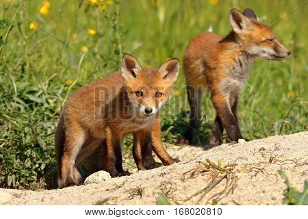 curious red fox cub looking at the camera (Vulpes wild animal)