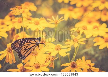 Monarch Butterfly in Garden Sitting on Golden Flowers Horizontal with Idillic Look