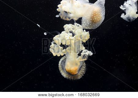 yellow and white jellyfishes with black background