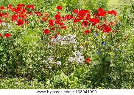 wildflower meadow with red poppies in bloom