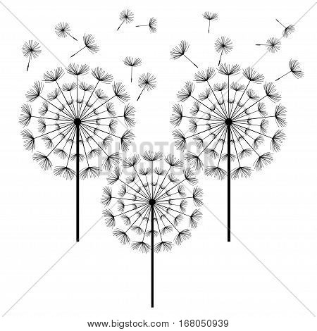 Three black dandelions with flying fluff isolated on white background. Stylized summer or spring flowers floral design elements icons. Vector illustration