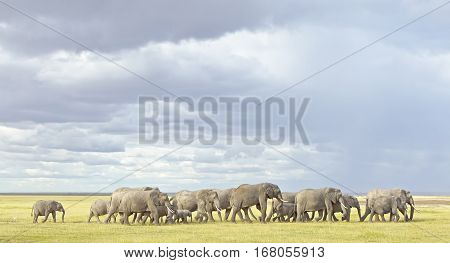 Herd of elephants in the Amboseli NP Kenya