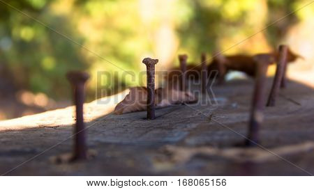 Old nails hammered into wood. Old wood and nails Over a long period