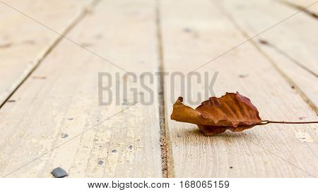Fall leaf on wood. Brown leaves showing emotion, alone, sad, lonely, depressed.