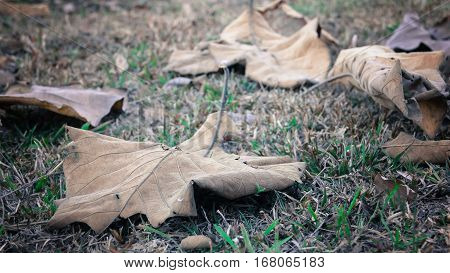 The fallen leaves During the fall Dry brown leaves on the grass.