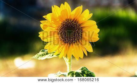 Close-up of a sunflower Sunflowers in the garden Bright yellow flowers in full color