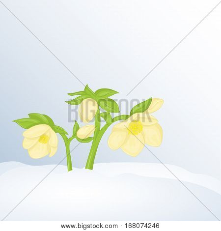 Beautiful spring background with Hellebore in snow. Greeting cards congratulations with spring or Women's Day. Holiday poster or placard template in simple cartoon style. Vector illustration. Flower Collection.