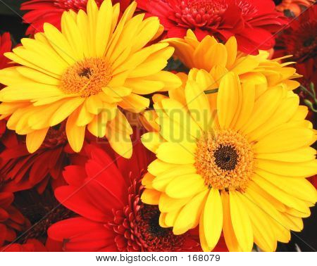 Czerwone i żółte Gerbera Daisies