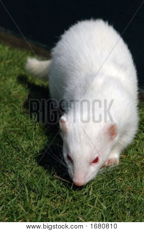 Albino vadászgörény