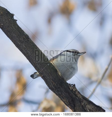 Eurasian or wood nuthatch Sitta europaea close-up portrait on tree selective focus shallow DOF