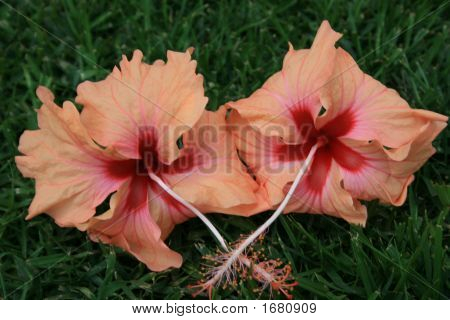 Fiori In amore
