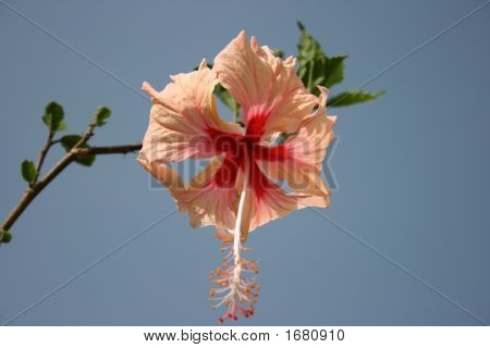 Fiore