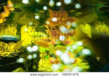 Aquarium Cichlid Exotic Fish. Flock Of Sea Yellow Orange Fish Swimming In An Aquarium