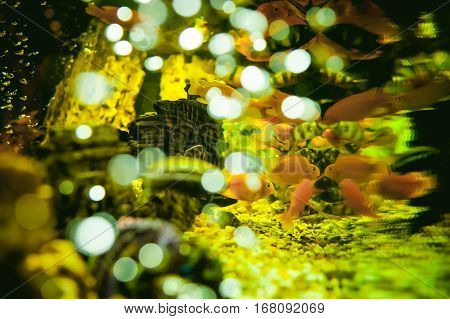 Aquarium Cichlid Exotic Fish. Flock Of Sea Yellow Orange Fish Swimming In An Aquarium