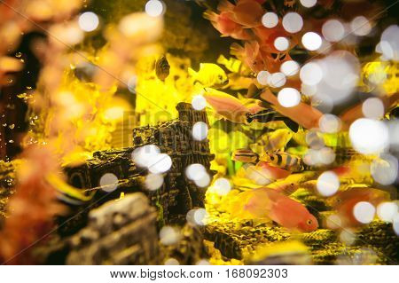 Aquarium Cichlid Exotic Fish. Flock Of Sea Yellow Orange Fish Swimming In An Aquarium