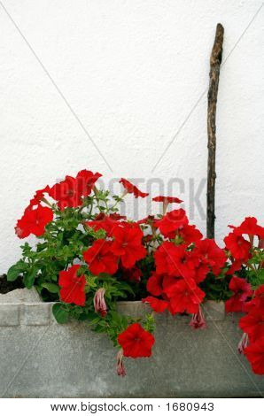 Rode bloemen In een bloempot