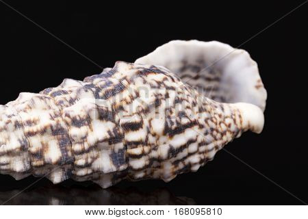 Sea shell of auger snail isolated on black background reflection