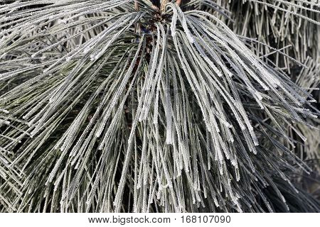 Detail of the icing on the needles