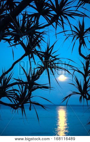 Moonlight on the sea. The moon over the sea