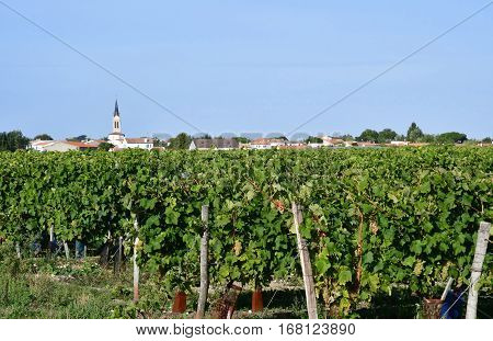 La Couarde sur Mer France - september 26 2016 : vineyard around the village in autumn