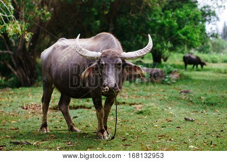 Cow grazing on a sunny day in the meadow