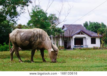Cow grazing on a sunny day in the meadow