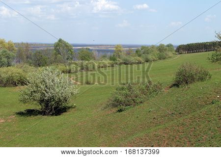 Summer Landscape