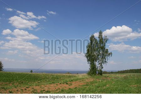 Summer Landscape