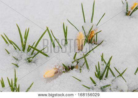 Yellow crocuses growing up through the snow in early spring