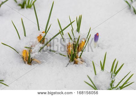 Yellow crocuses growing up through the snow in early spring