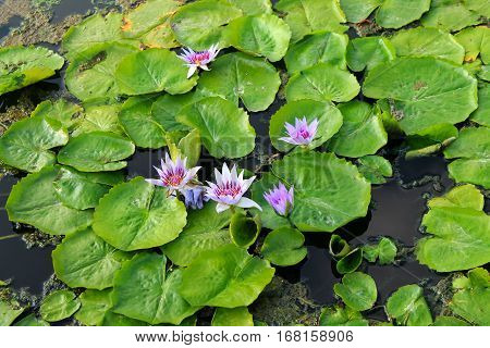 Summer pond water lily with a white-pink flowers. Big green leafs on black water.