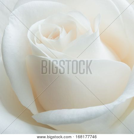White rose on white background. Selective focus. Close up.