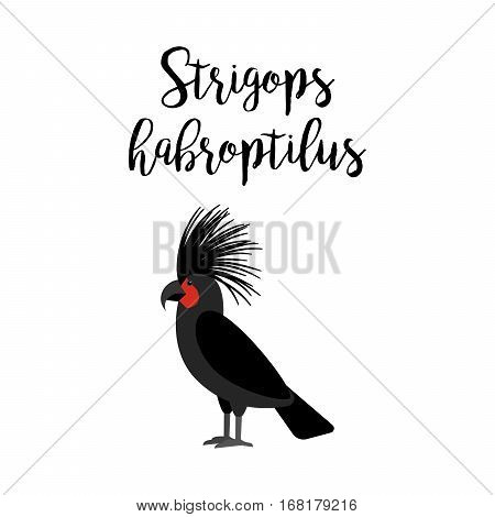 Exotic tropical bird isolated on white background. Strigops habroptilus parrot bird vector element with hand drawn inscription
