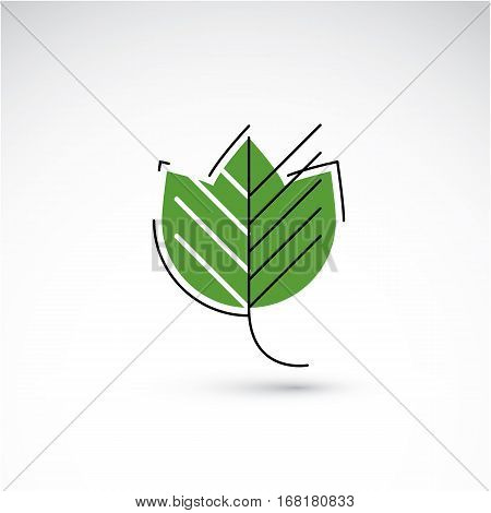 Spring maple tree leaf botany and eco flat image. Vector illustration of herb natural and ecology element best for use in design.