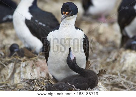 Imperial Shag (Phalacrocorax atriceps albiventer) with chick on the edge of a large colony on Bleaker Island in the Falkland Islands