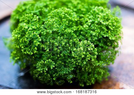 tiny leaf green plant  put on the wood table