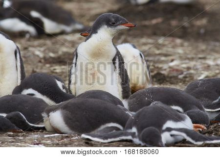 Group of Gentoo Penguin chicks (Pygoscelis papua) in a creche on Bleaker Island in the Falkland Islands