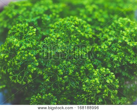 closeup the 
tiny leaf green plant background