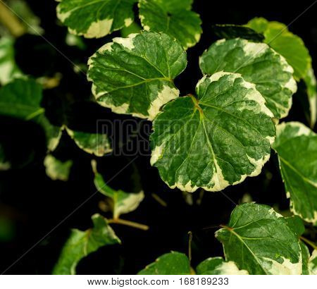 low key photography of green leaf against sun light