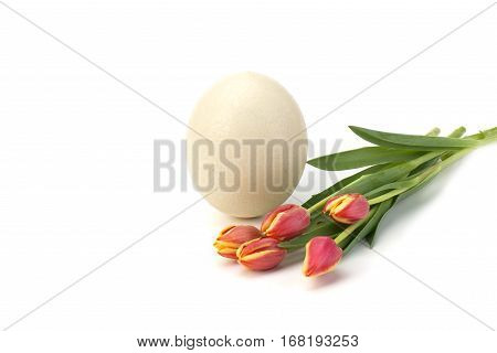 Easter egg and tulips on white background