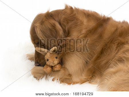 Golden Retriever dog hugging a toy rabbit on white background.