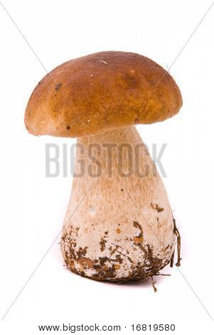Mooie boletus paddestoel. Geïsoleerd op studio witte achtergrond