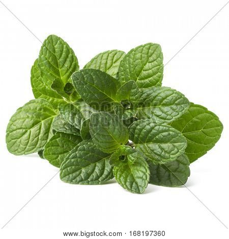 Fresh mint herb leaves isolated on white background cutout.