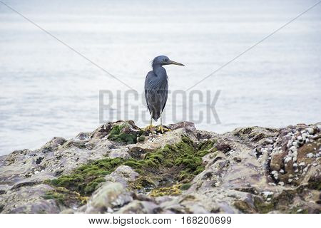 Pacific Reef Egret on the rock seaside aisia beach